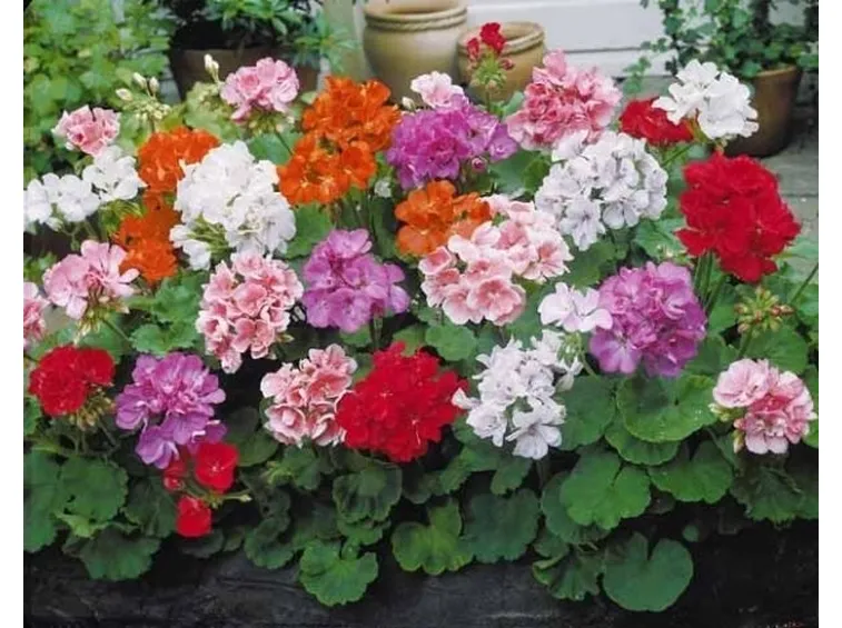 Gerani sani, belli e fioriti