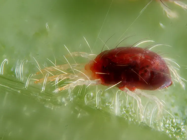 L'acaro Tetranychus urticae