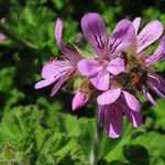 Un geranio dalla tonalità viola