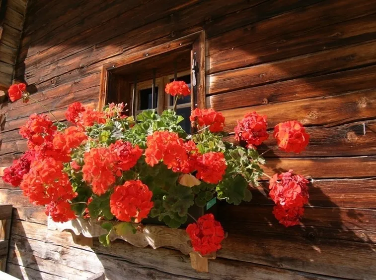 il geranio in montagna