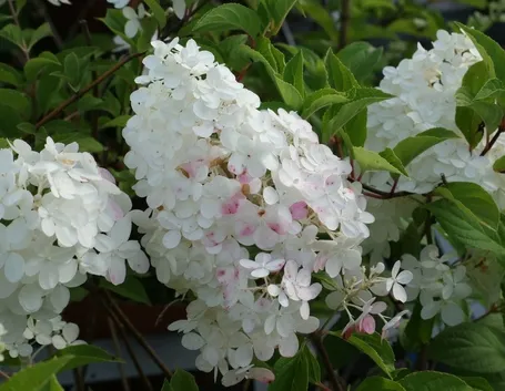 I caratteristici fiori della hydrangea paniculata
