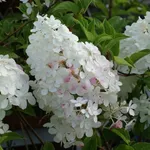 I caratteristici fiori della hydrangea paniculata