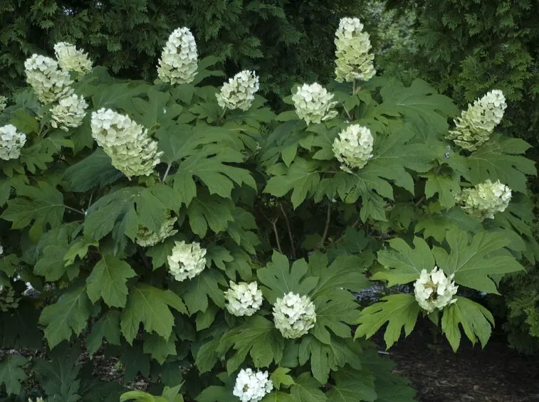 Hydrangea quercifolia in fiore