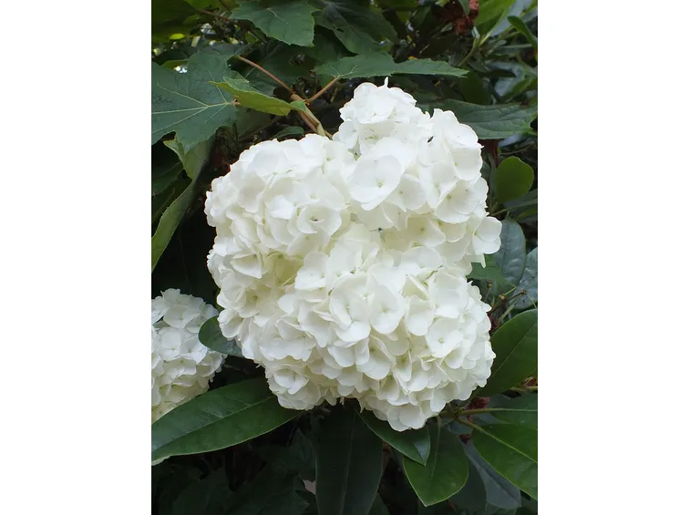 Varietà di Hydrangea quercifolia 