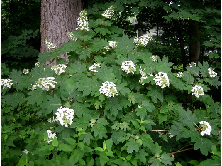 Cespuglio di Hydrangea quercifolia