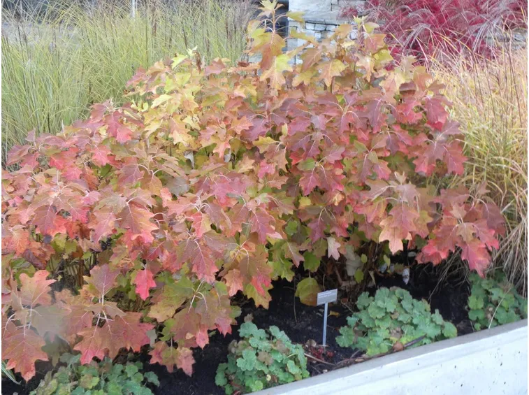 Foglie autunnali di Hydrangea quercifolia