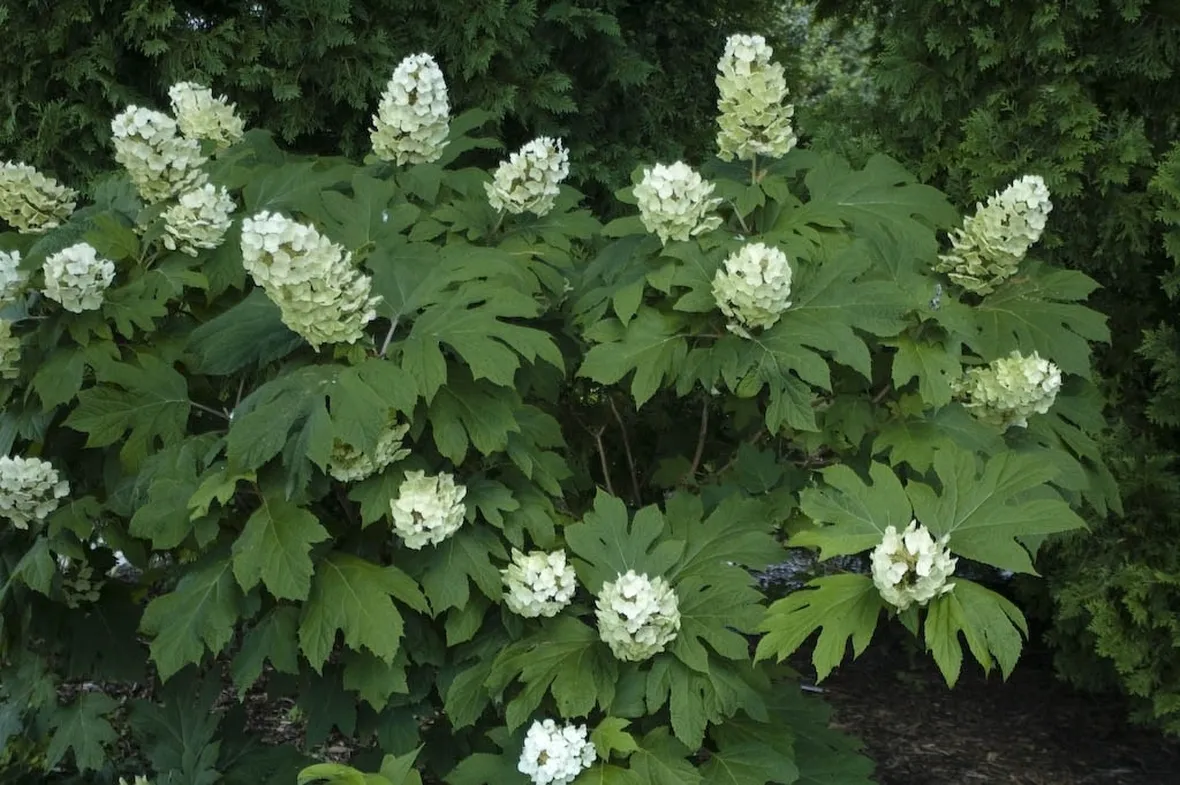 Hydrangea quercifolia in fiore