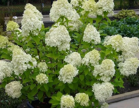 Cespuglio in fiore di Ortensia paniculata