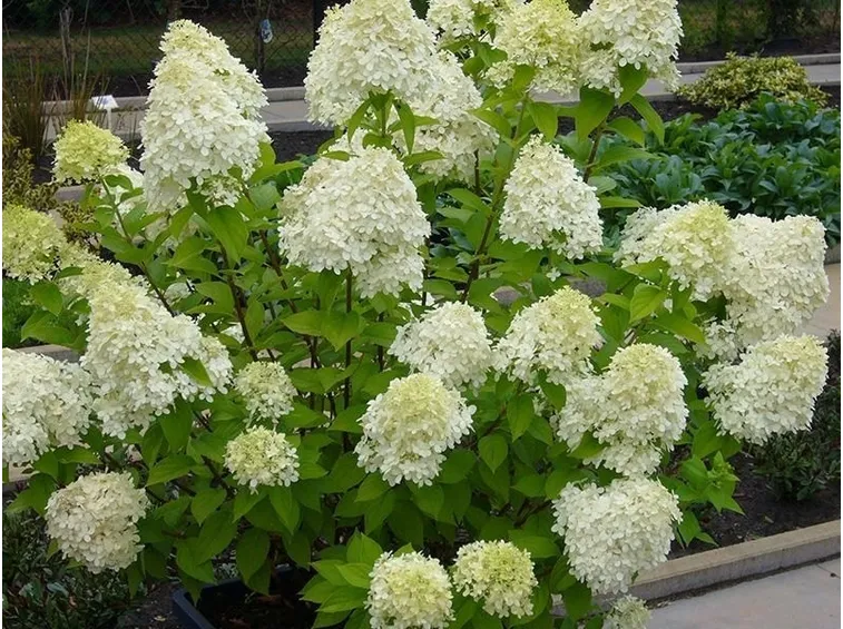 Cespuglio in fiore di Ortensia paniculata