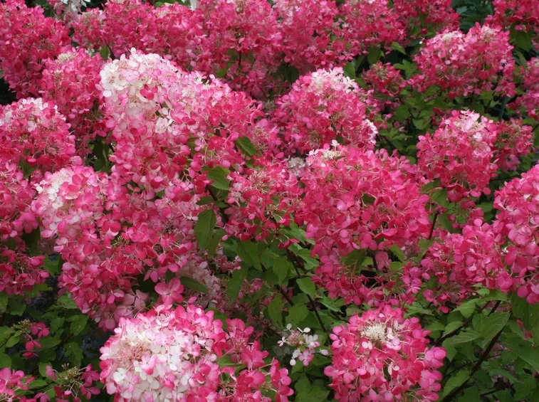 Infiorescenze rosa di Ortensia paniculata