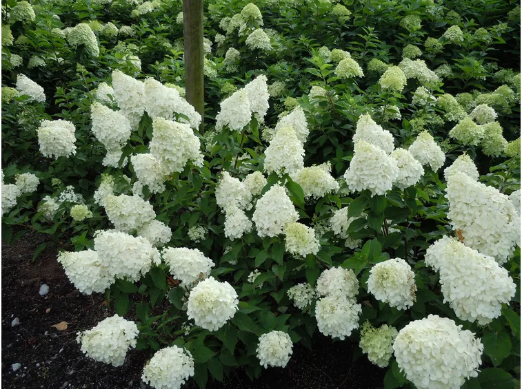 Fiori bianchi di Ortensia paniculata