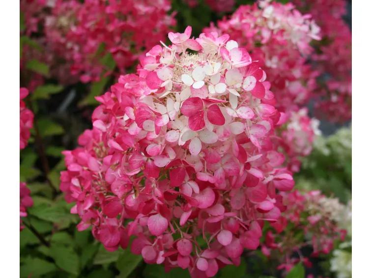 Infiorescenza rosa di Ortensia paniculata
