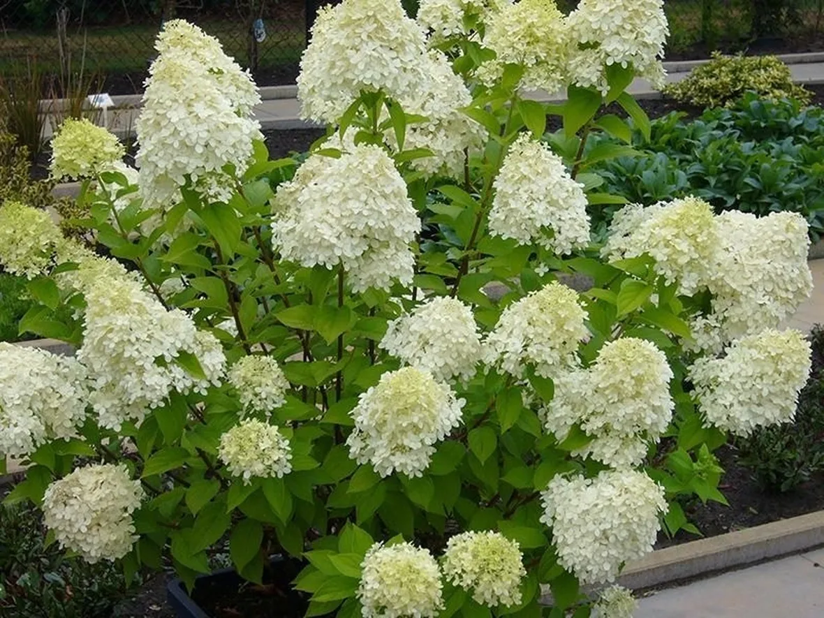 Cespuglio in fiore di Ortensia paniculata
