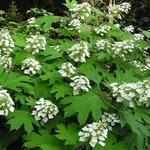 Un cespuglio di ortensia quercifolia in fiore