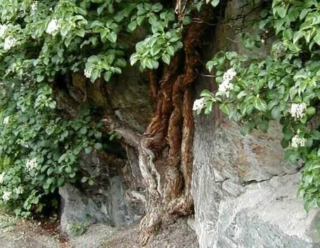 Ortensia rampicante in piena terra