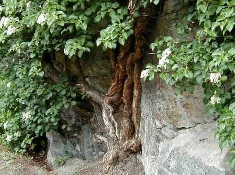 Ortensia rampicante in piena terra