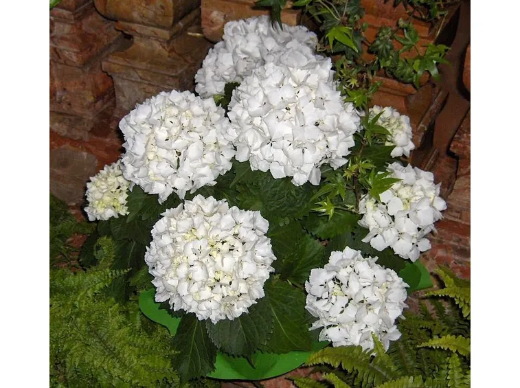 Ortensia in vaso