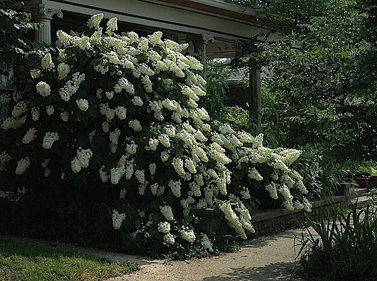 Ortensia rampicante in giardino