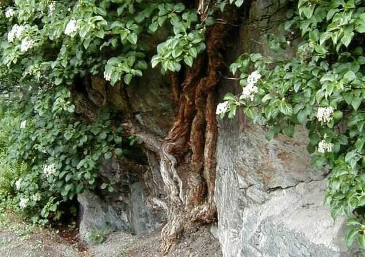 Ortensia rampicante in piena terra