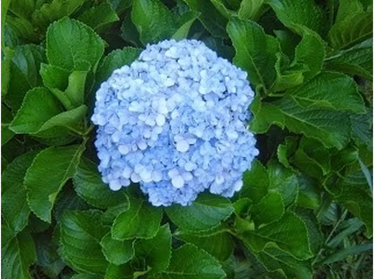 Ortensia dai fiori celesti