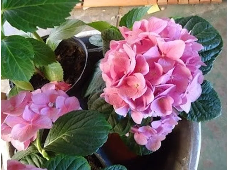 Ortensia dai fiori rosa