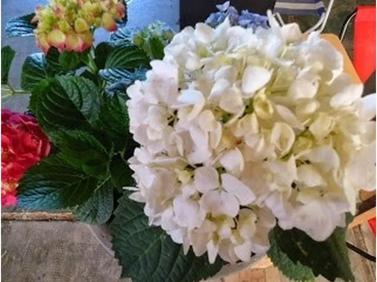 Ortensdai fiori bianchi
