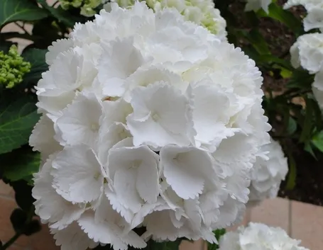 ortensia bianca