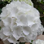 ortensia bianca