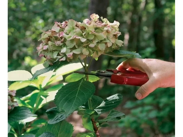 Potatura delle ortensie