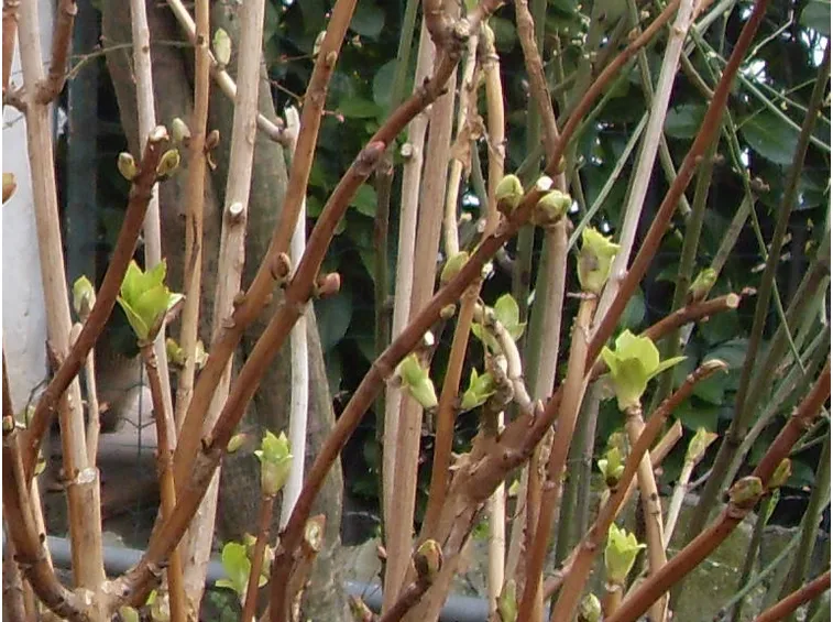 Quando potare le ortensie
