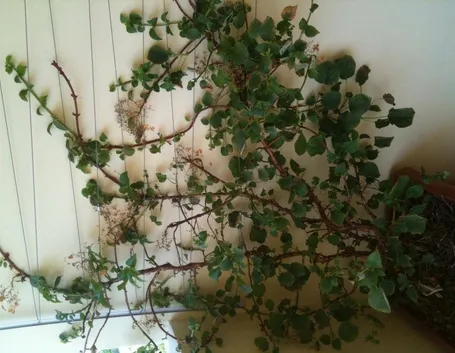 Ortensia rampicante