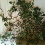 Ortensia rampicante