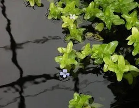 bacopa e fiore