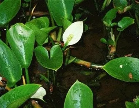 Calla palustris