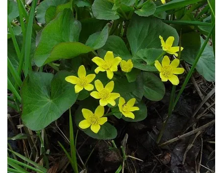 Caltha palustris
