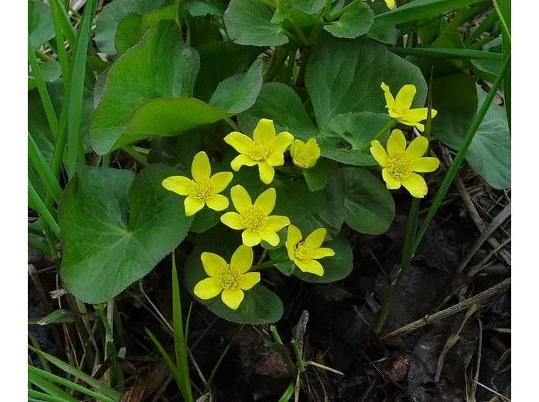 Caltha palustris