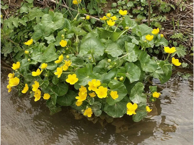 Caltha palustris