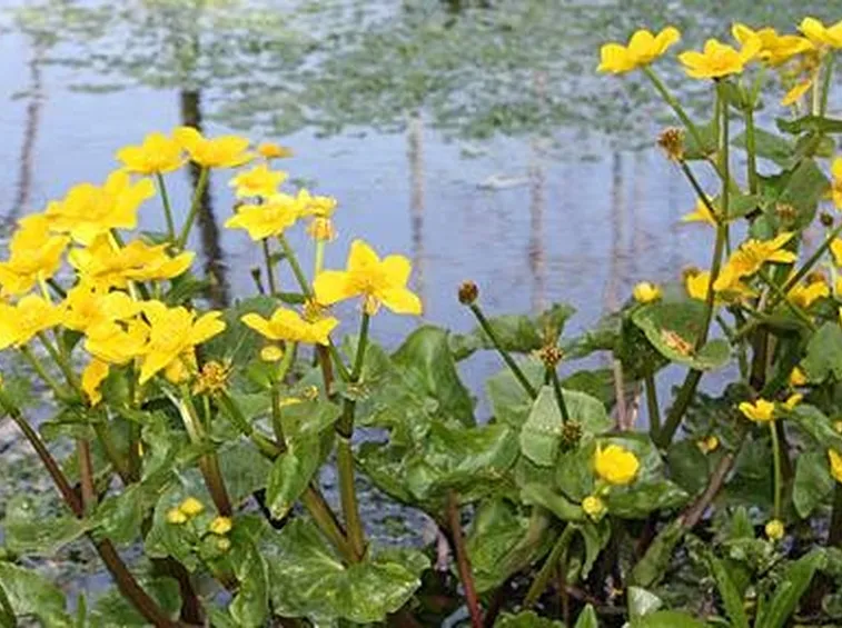Caltha palustris