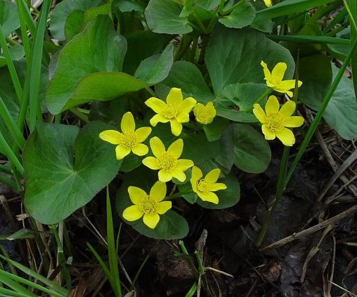 Caltha palustris