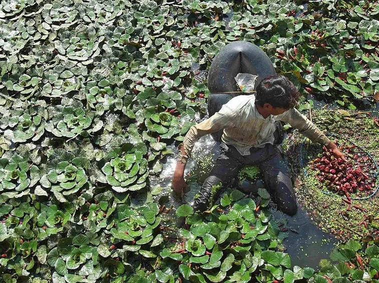 Raccolta delle castagne d'acqua