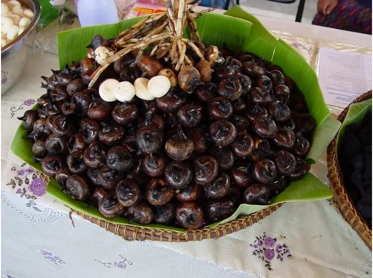 Castagne d'acqua appena raccolte