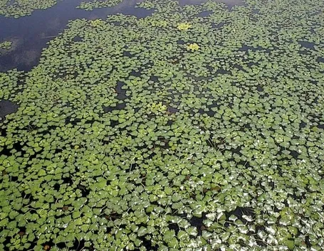 Piante di Castagne d'acqua