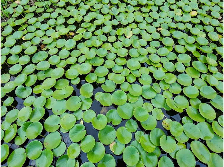 Piante di Castagne d'acqua