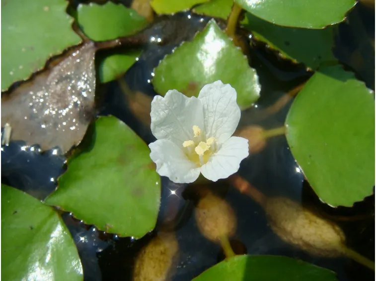 Fiore di Castagna d'acqua