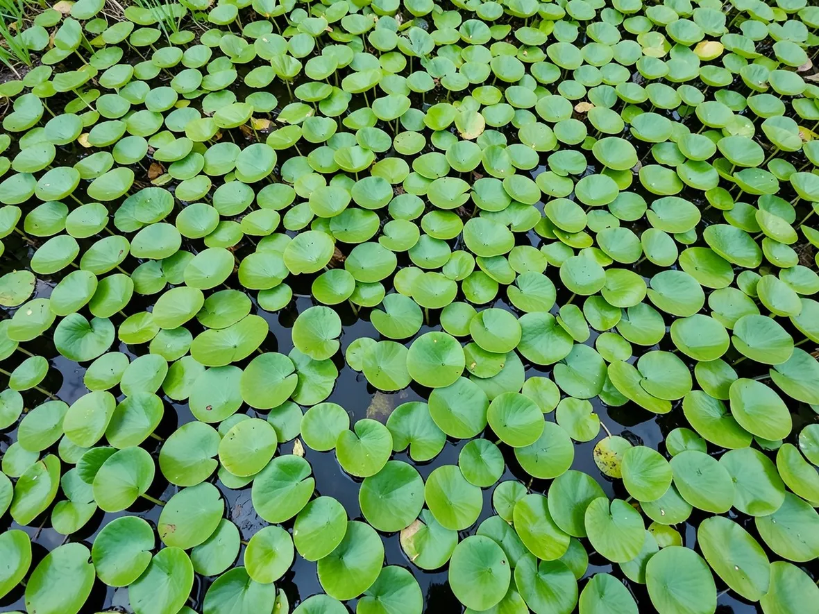 Piante di Castagne d'acqua