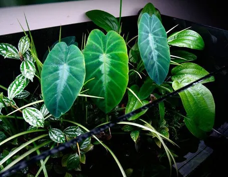 pianta colocasia