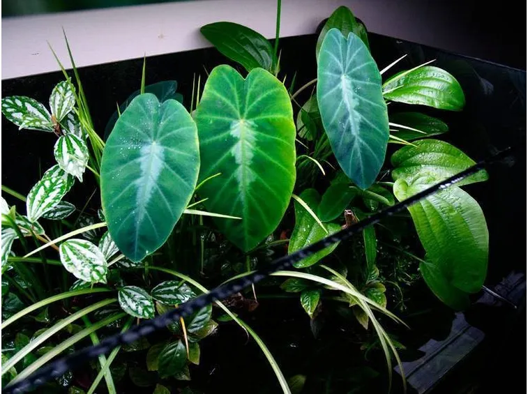 pianta colocasia