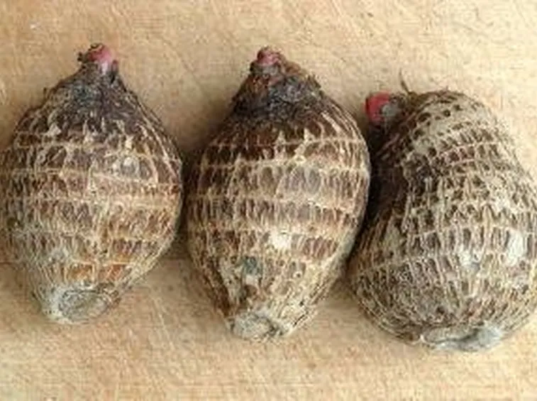 rizoma colocasia