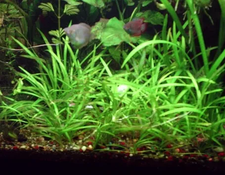 echinodorus in acquario