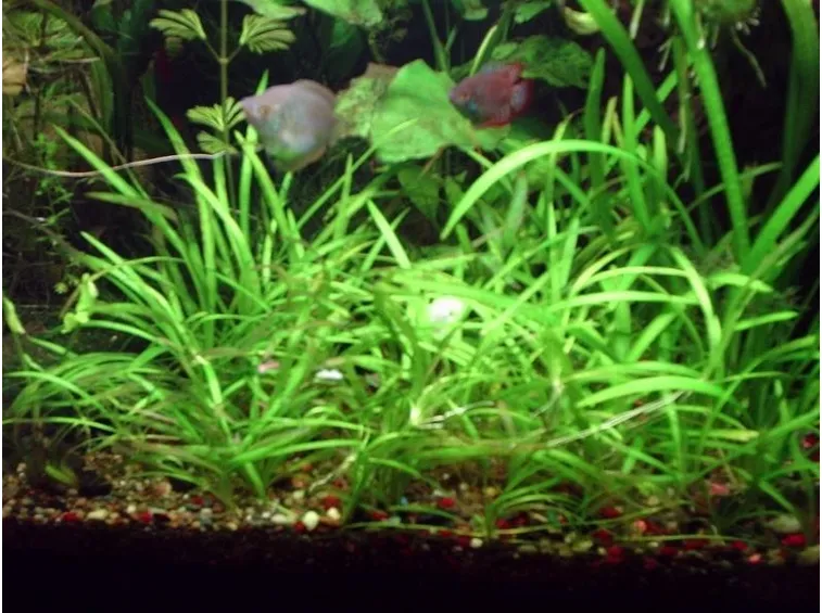 echinodorus in acquario